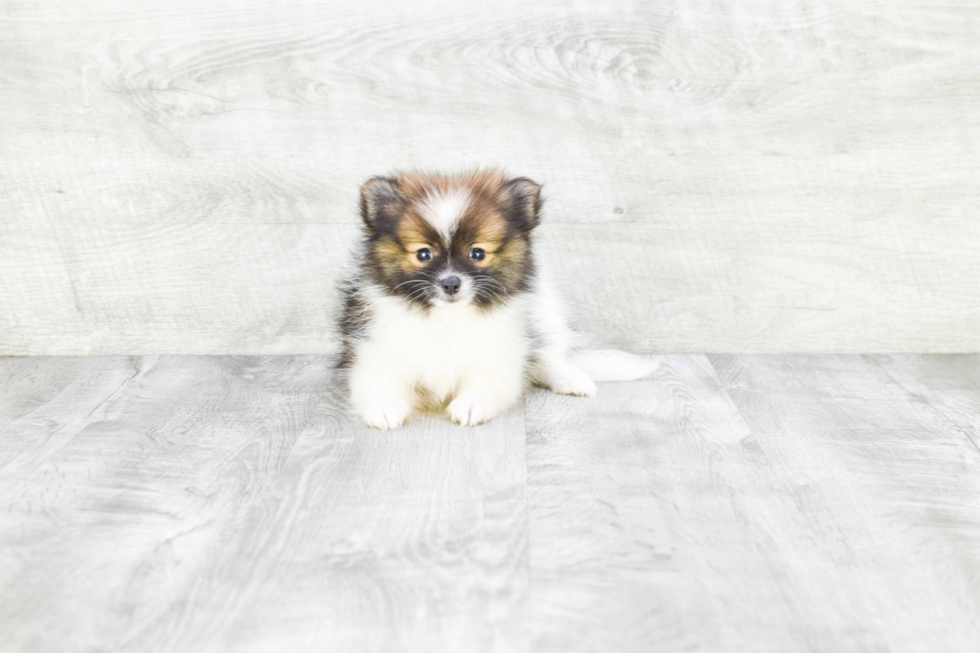 Playful Pomeranian Purebred Pup