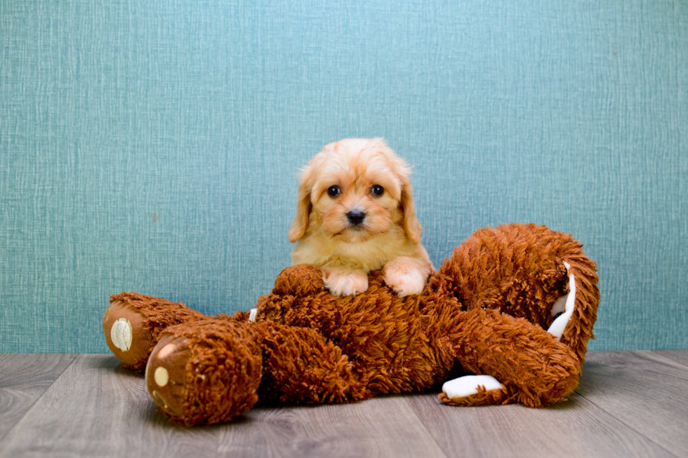 Popular Cavachon Designer Pup