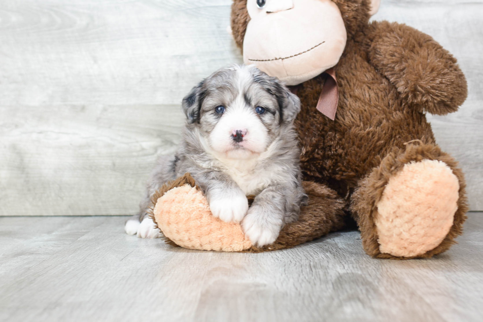 Best Mini Bernedoodle Baby