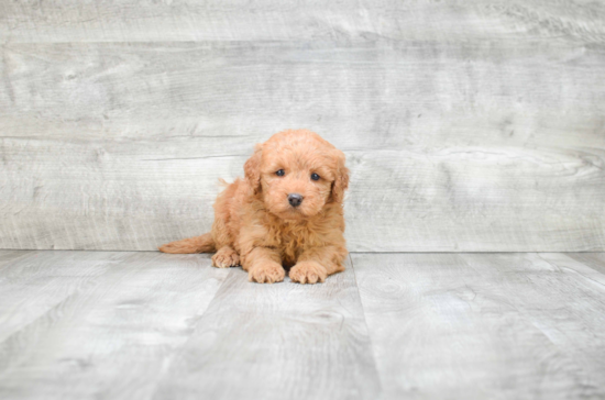 Friendly Mini Goldendoodle Baby