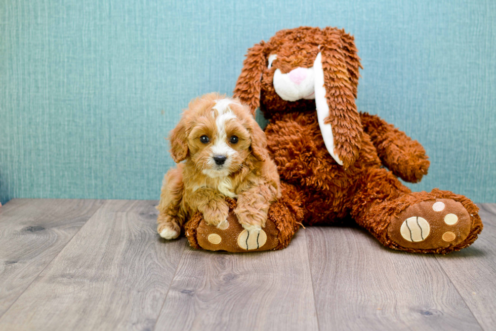 Cavapoo Pup Being Cute