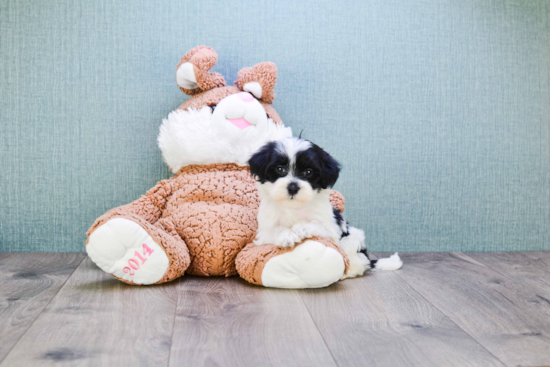 Funny Maltipoo Poodle Mix Pup