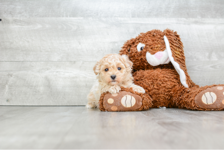 Best Maltipoo Baby