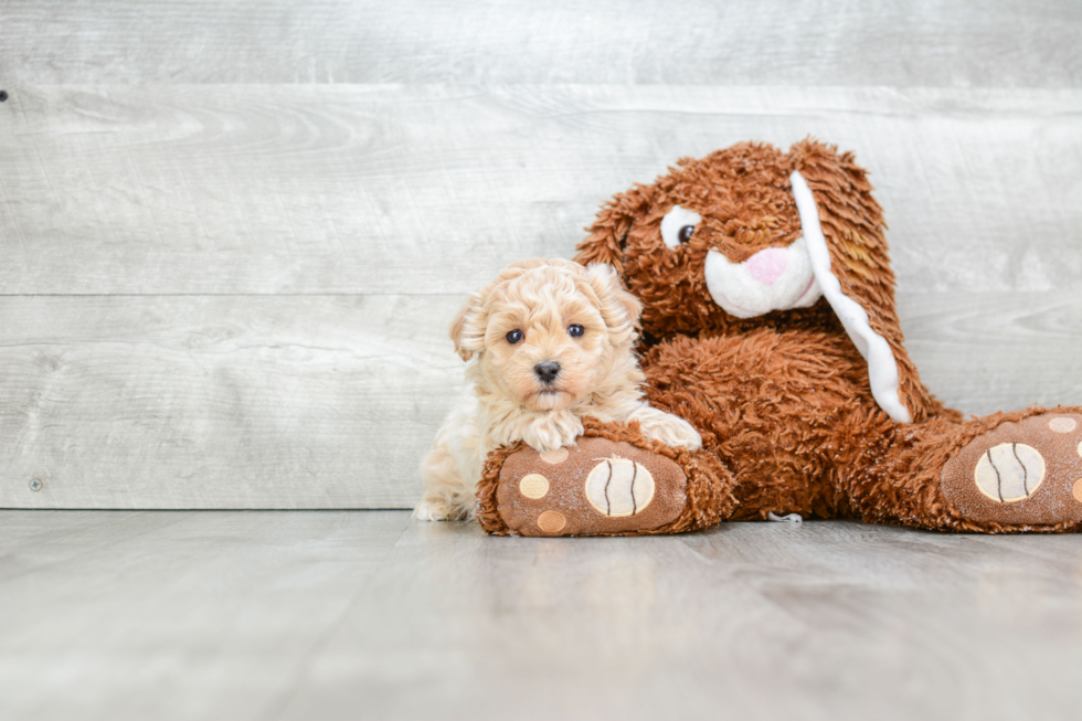 Best Maltipoo Baby