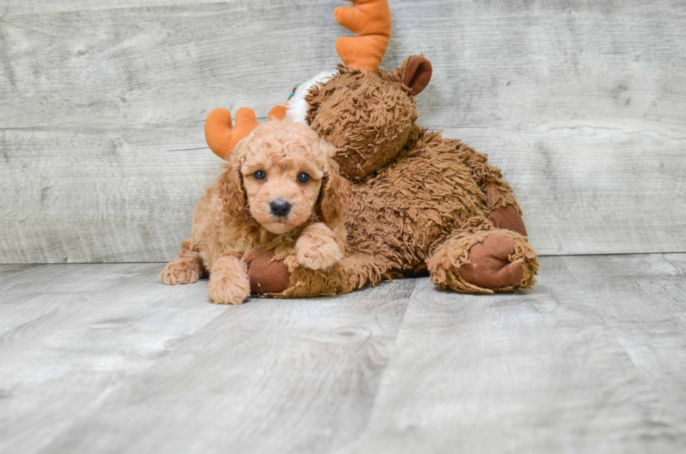 Petite Mini Goldendoodle Poodle Mix Pup