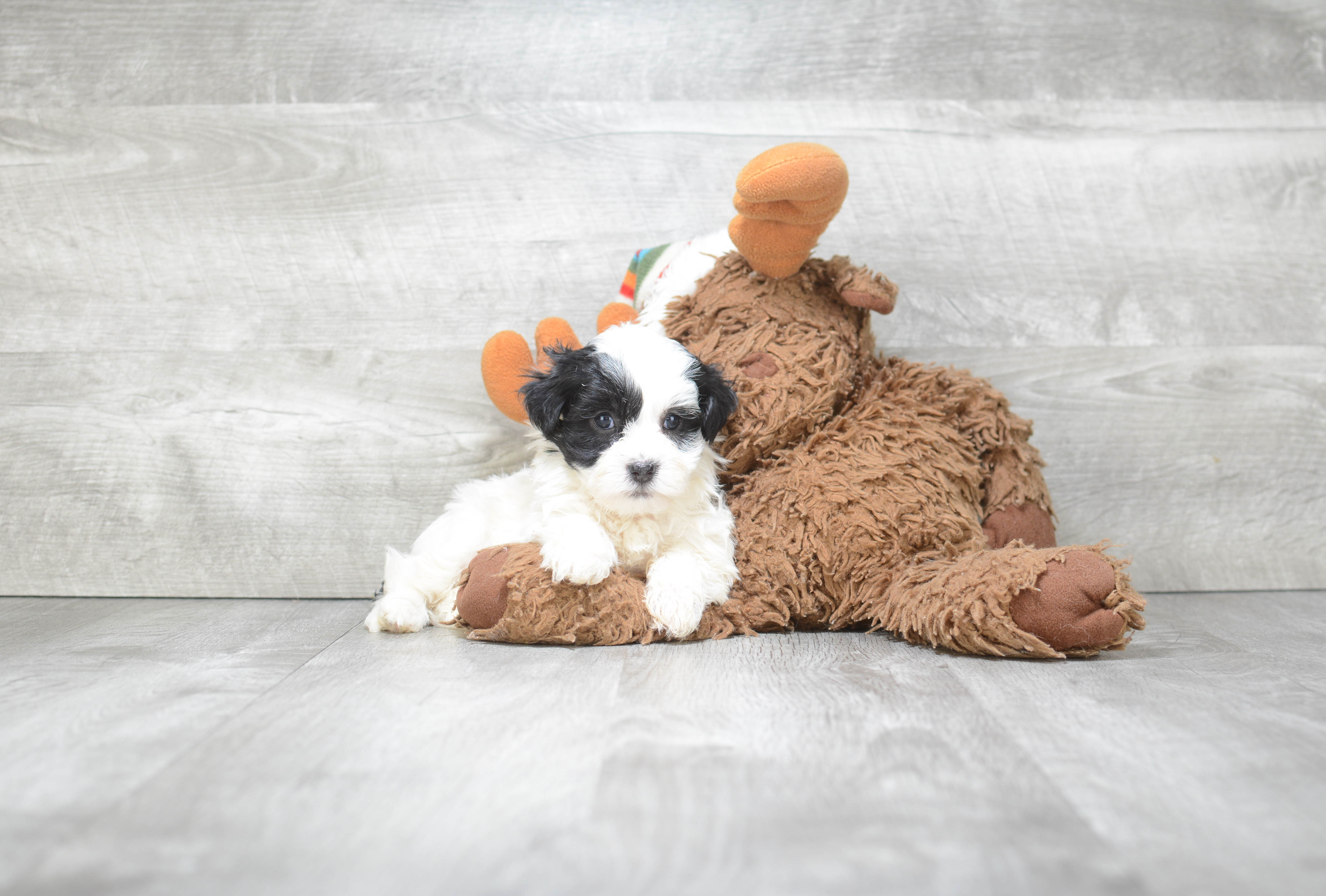 Fluffy Havanese Purebred Puppy