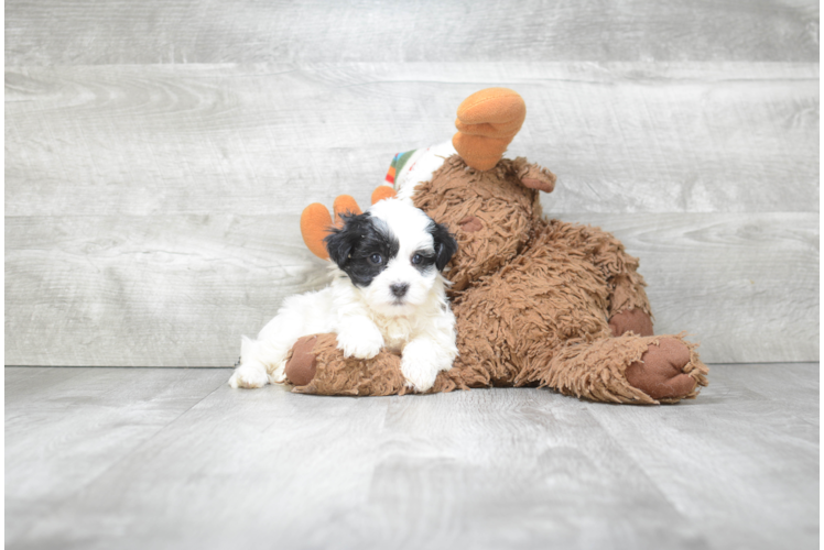 Fluffy Havanese Purebred Puppy