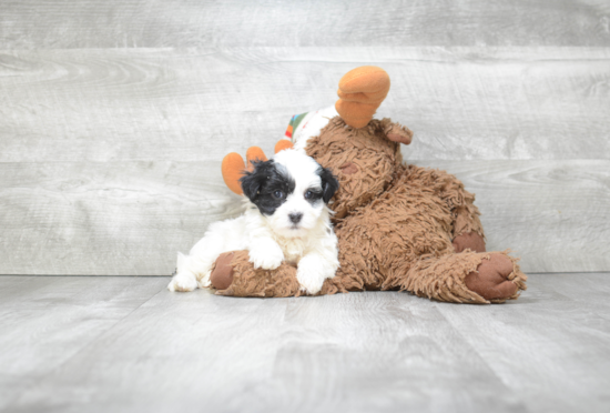 Fluffy Havanese Purebred Puppy