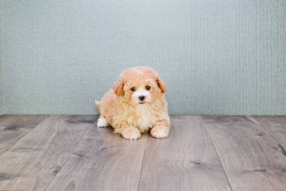 Friendly Cavapoo Baby