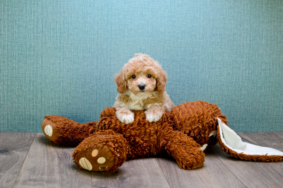 Cavapoo Puppy for Adoption