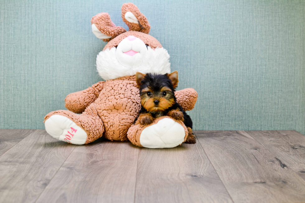 Meet Giselle - our Yorkshire Terrier Puppy Photo 