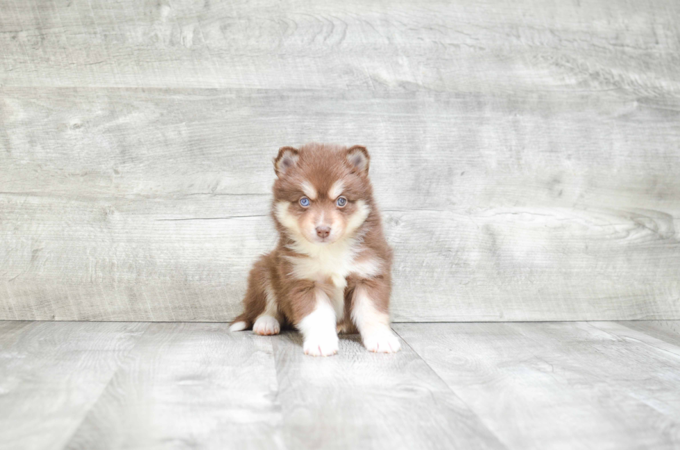 Pomsky Puppy for Adoption