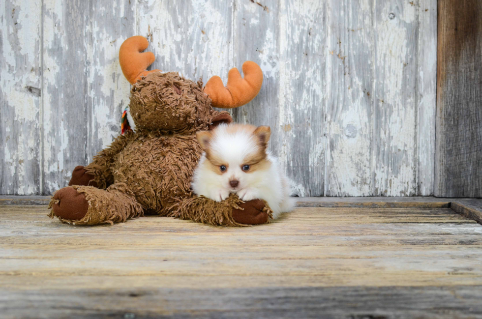 Pomeranian Pup Being Cute