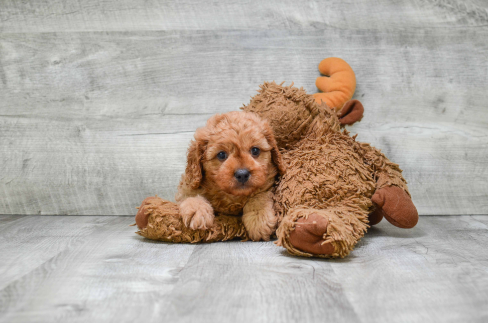 Cavapoo Pup Being Cute