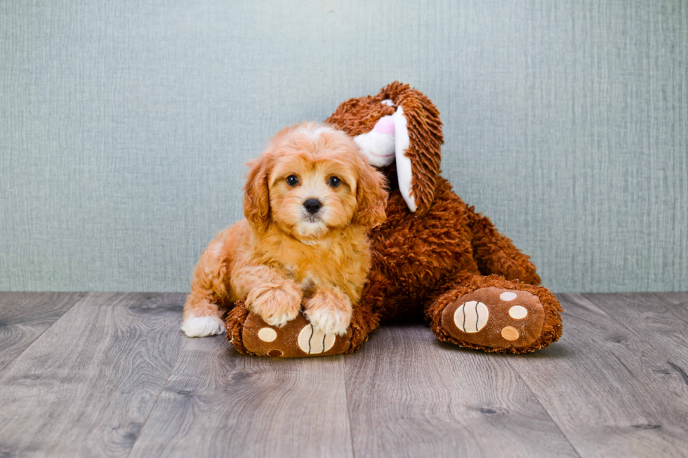 Adorable Cavoodle Poodle Mix Puppy