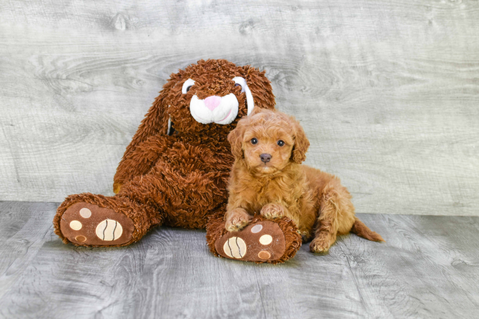 Mini Goldendoodle Pup Being Cute