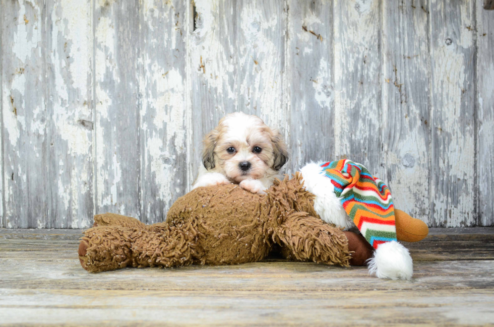 Fluffy Teddy Bear Designer Pup