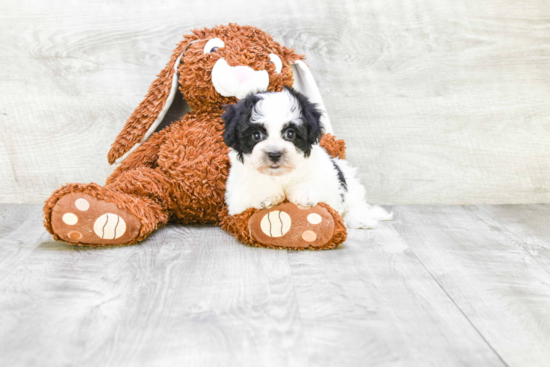 Havanese Puppy for Adoption