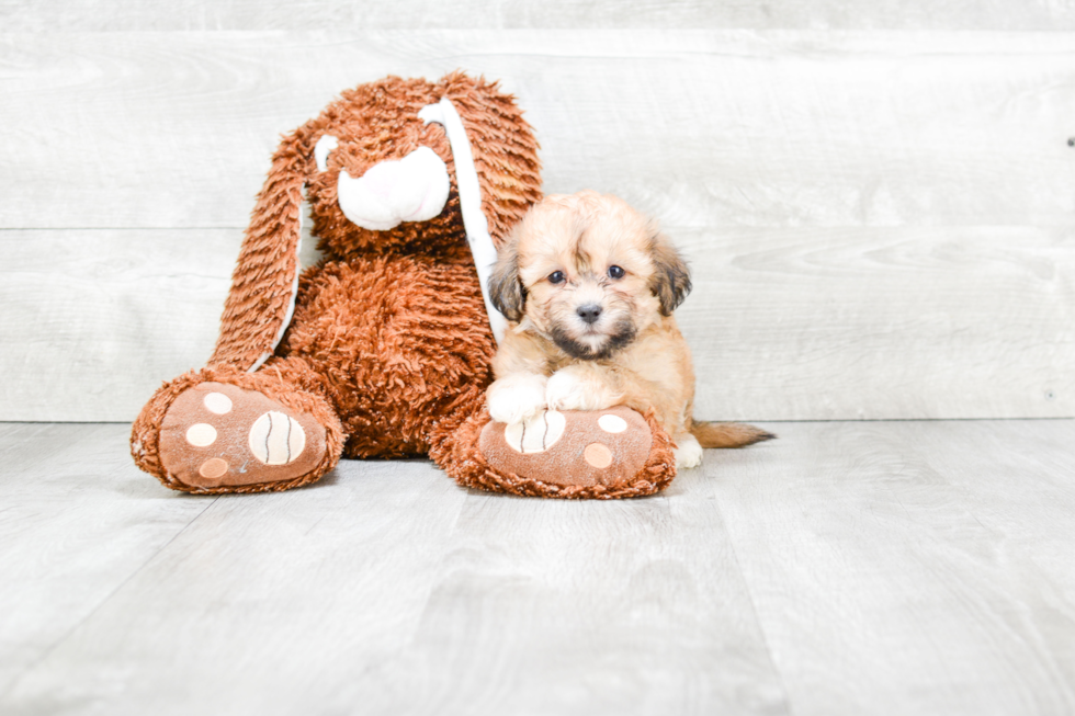 Teddy Bear Puppy for Adoption