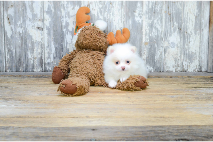 Playful Pomeranian Purebred Pup