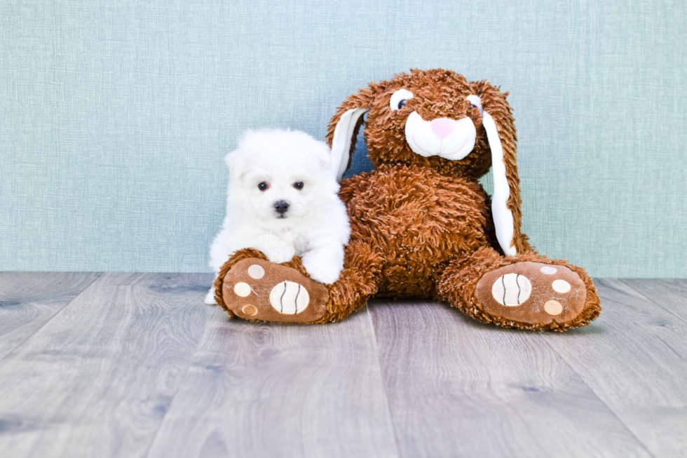 Popular Maltipoo Poodle Mix Pup