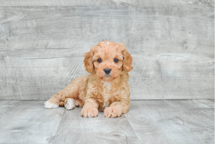 Sweet Cavapoo Baby