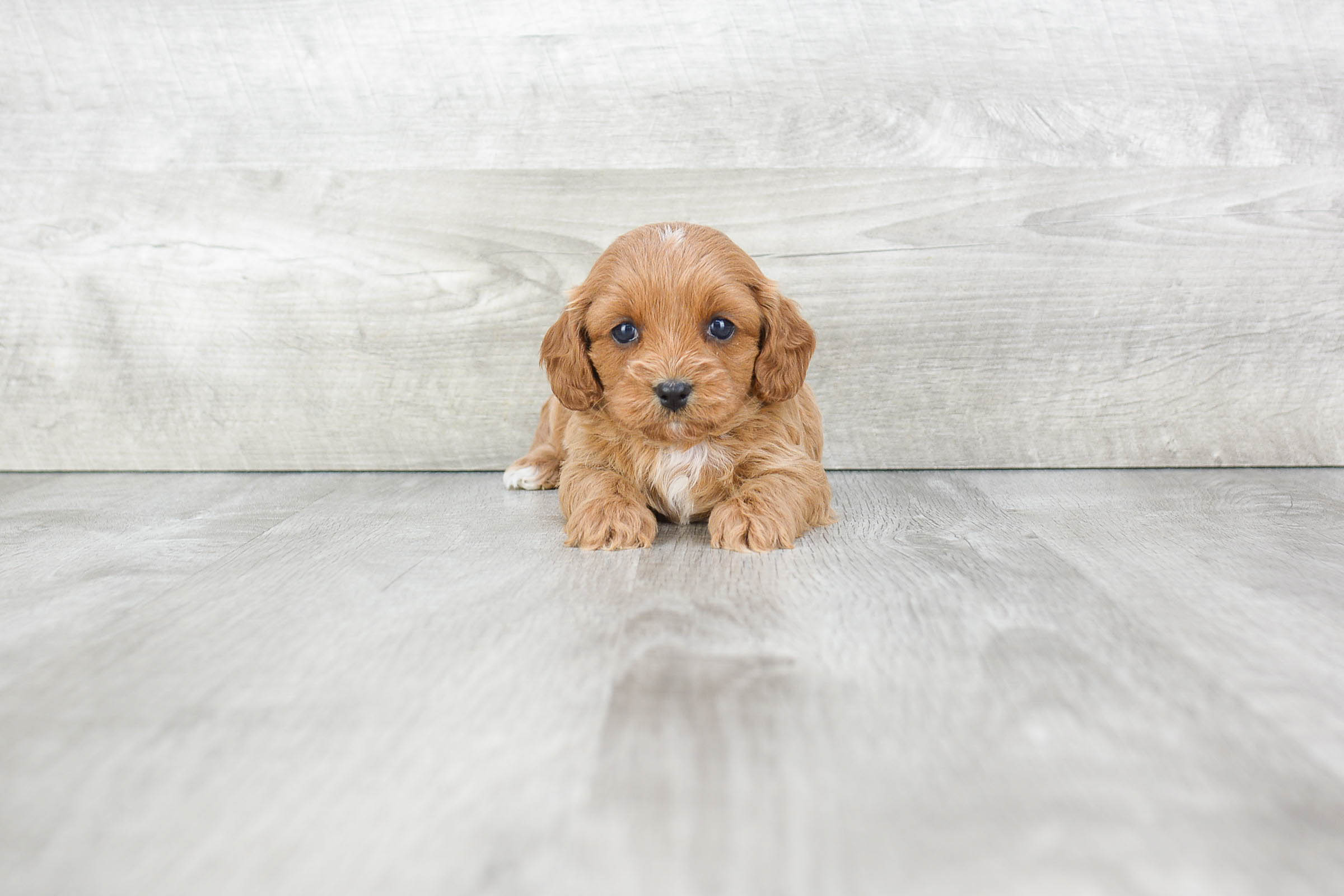 Cavapoo Puppy for Adoption