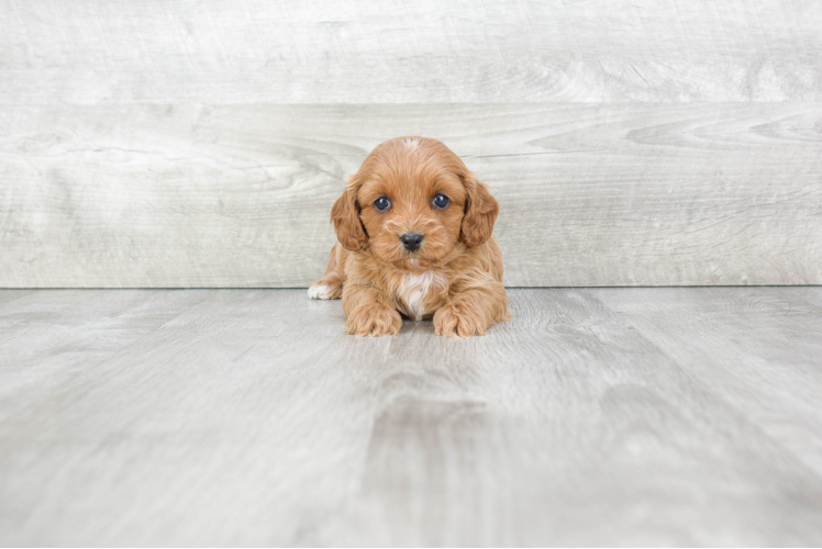 Cavapoo Puppy for Adoption