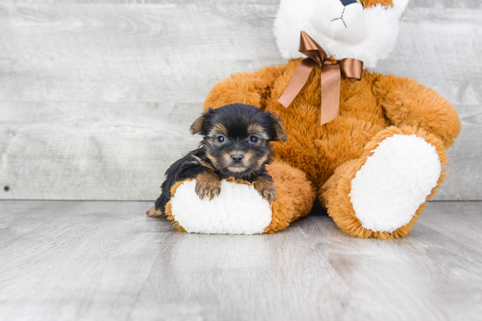 Small Morkie Baby