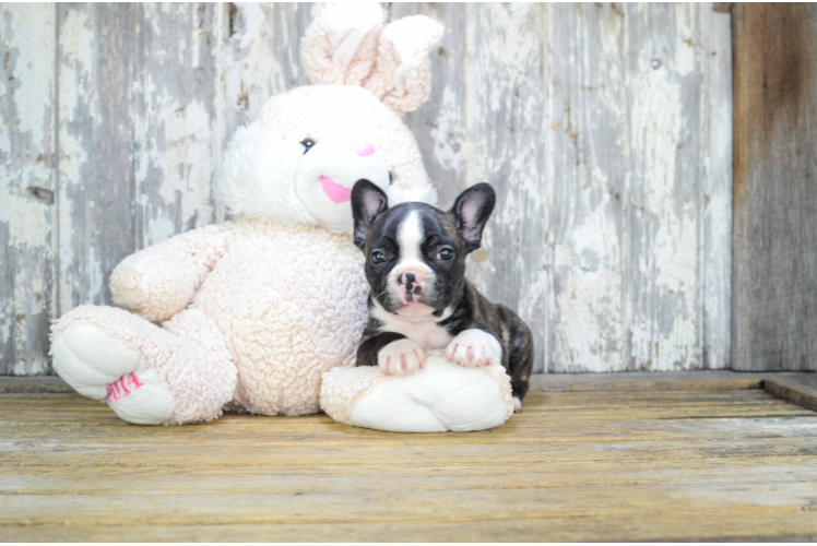 Best French Bulldog Baby