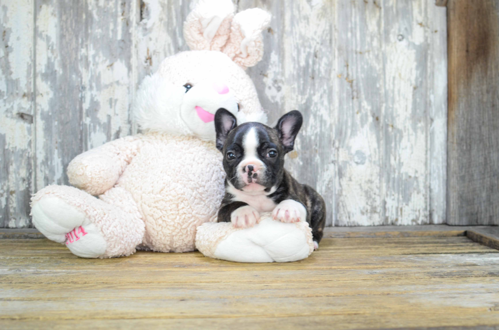 Best French Bulldog Baby