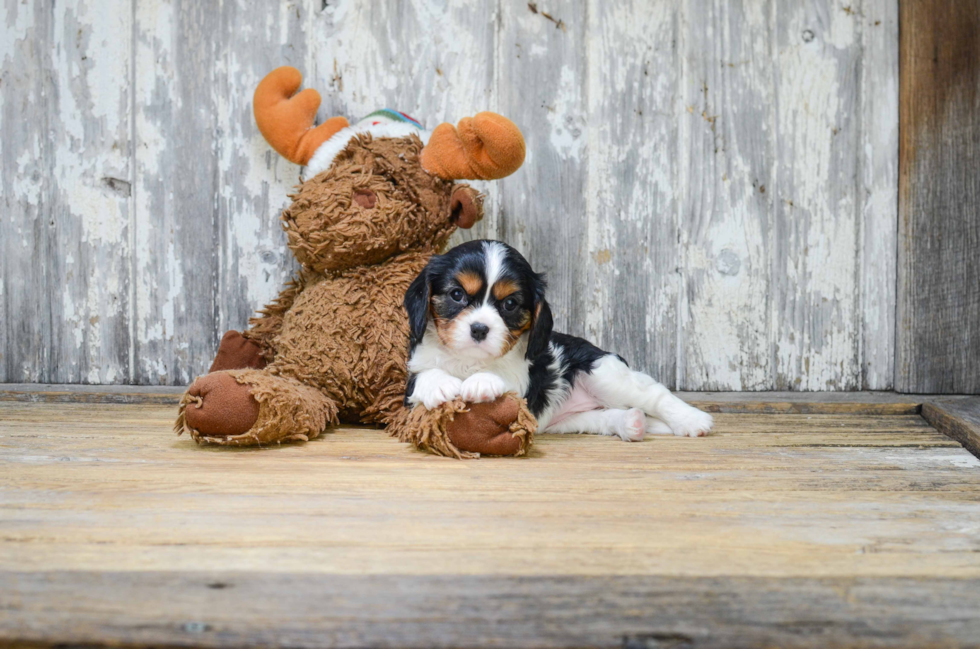 Best Cavalier King Charles Spaniel Baby