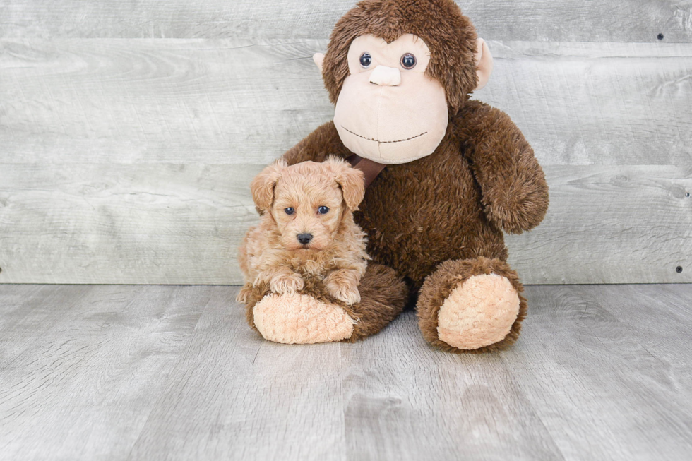 Maltipoo Puppy for Adoption