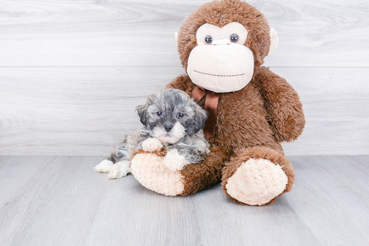 Teddy Bear Pup Being Cute