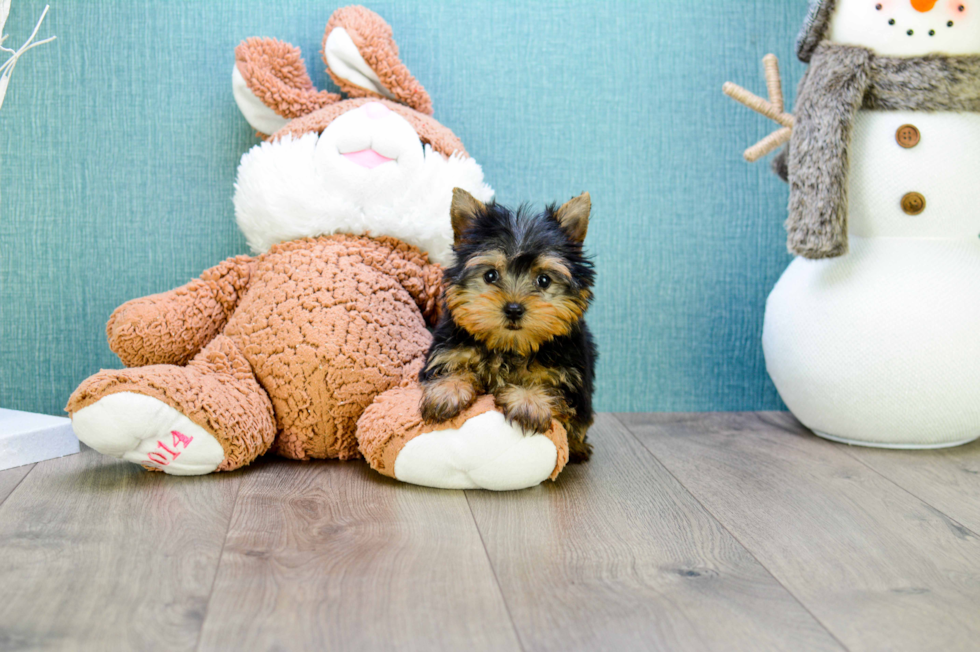 Meet Micro-Teacup-Alexandria - our Yorkshire Terrier Puppy Photo 