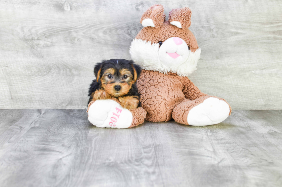 Meet Lisa - our Yorkshire Terrier Puppy Photo 