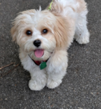 Adorable Cavachon Designer Pup