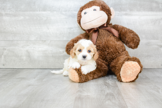 Cavapoo Puppy for Adoption