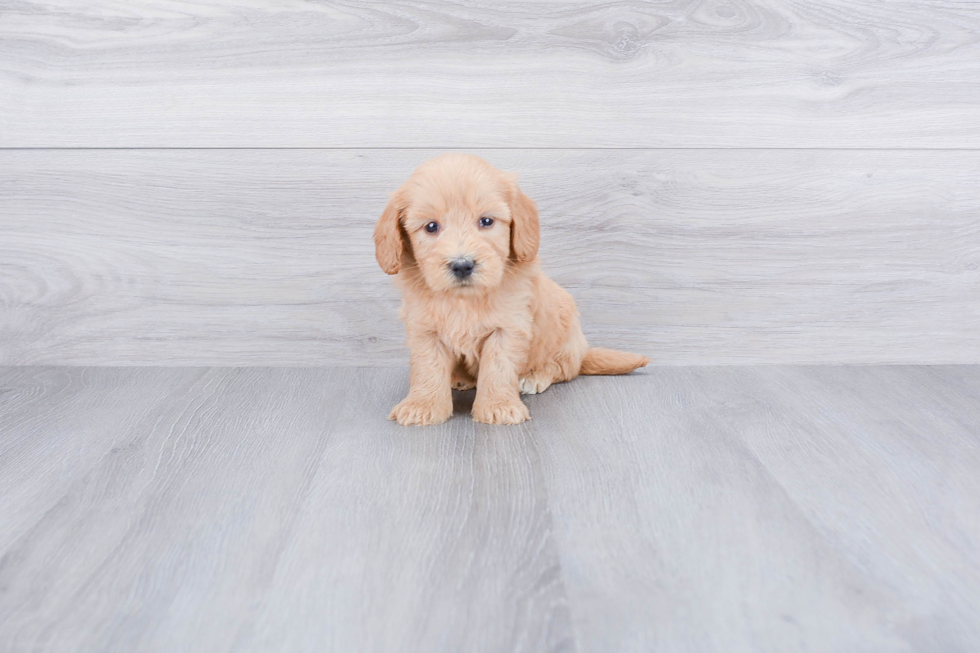 Popular Mini Goldendoodle Poodle Mix Pup