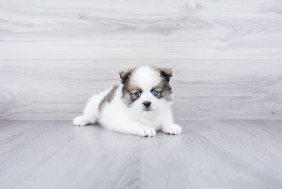 Cute Pomsky Baby