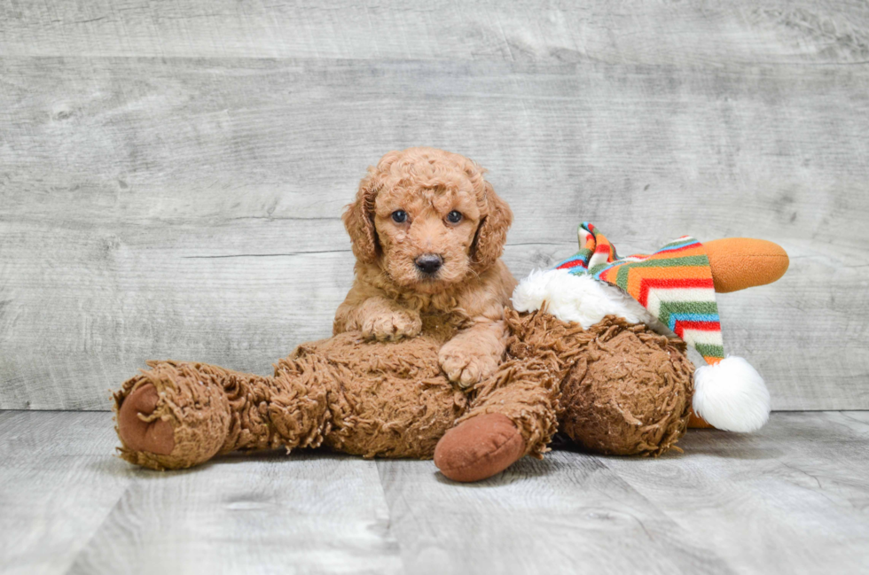 Petite Mini Goldendoodle Poodle Mix Pup