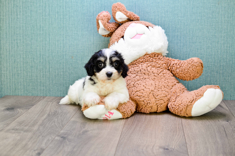 Funny Cavachon Designer Pup