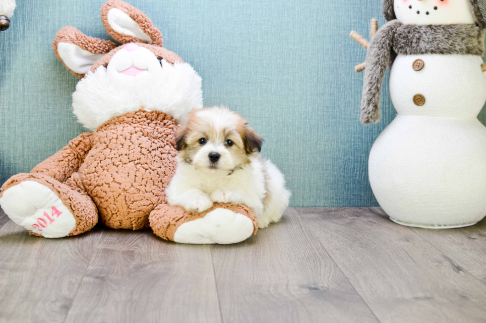 Akc Registered Havanese Purebred Pup