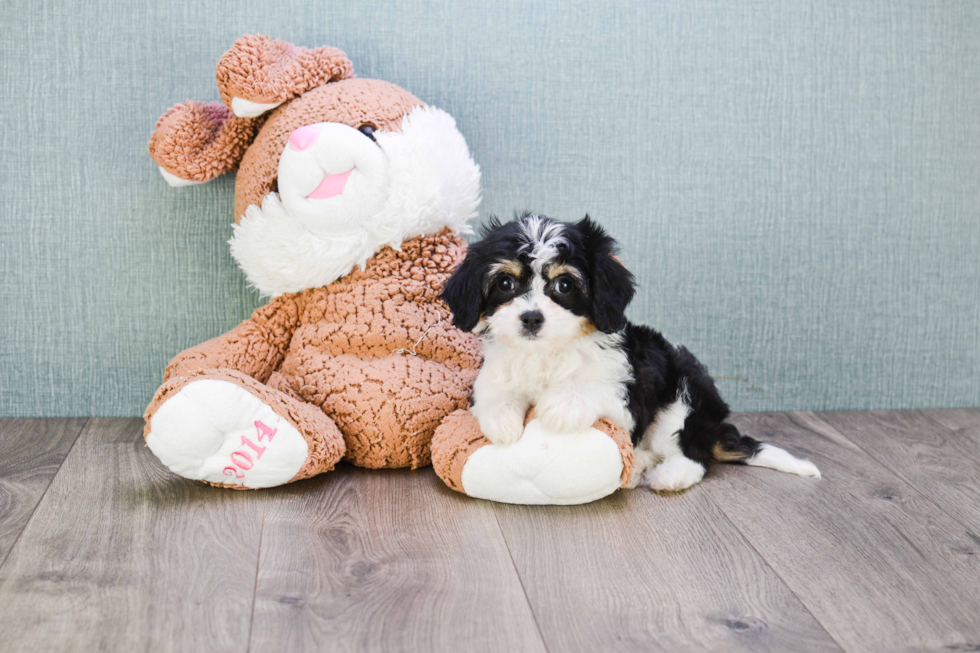 Best Cavachon Baby