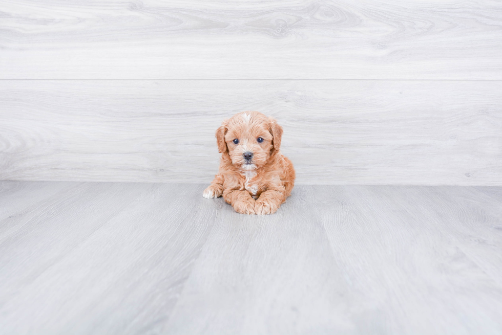 Popular Cavapoo Poodle Mix Pup