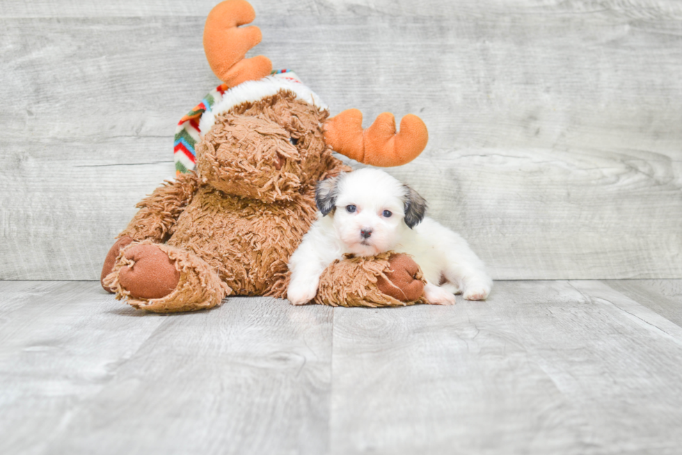 Teddy Bear Pup Being Cute