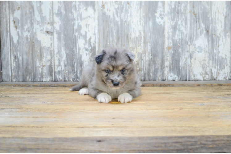 Best Pomsky Baby