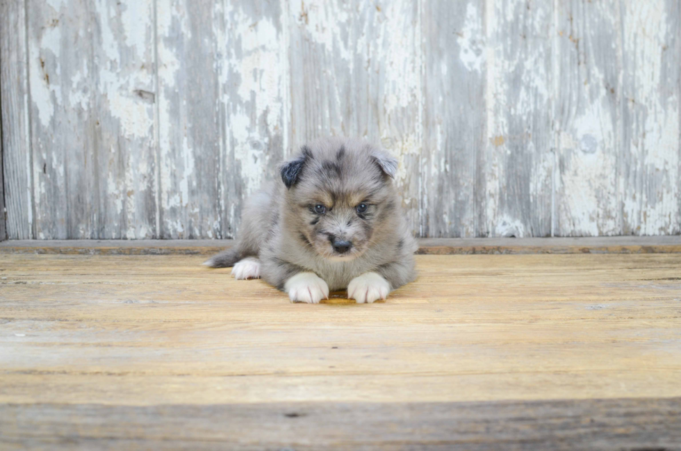 Best Pomsky Baby