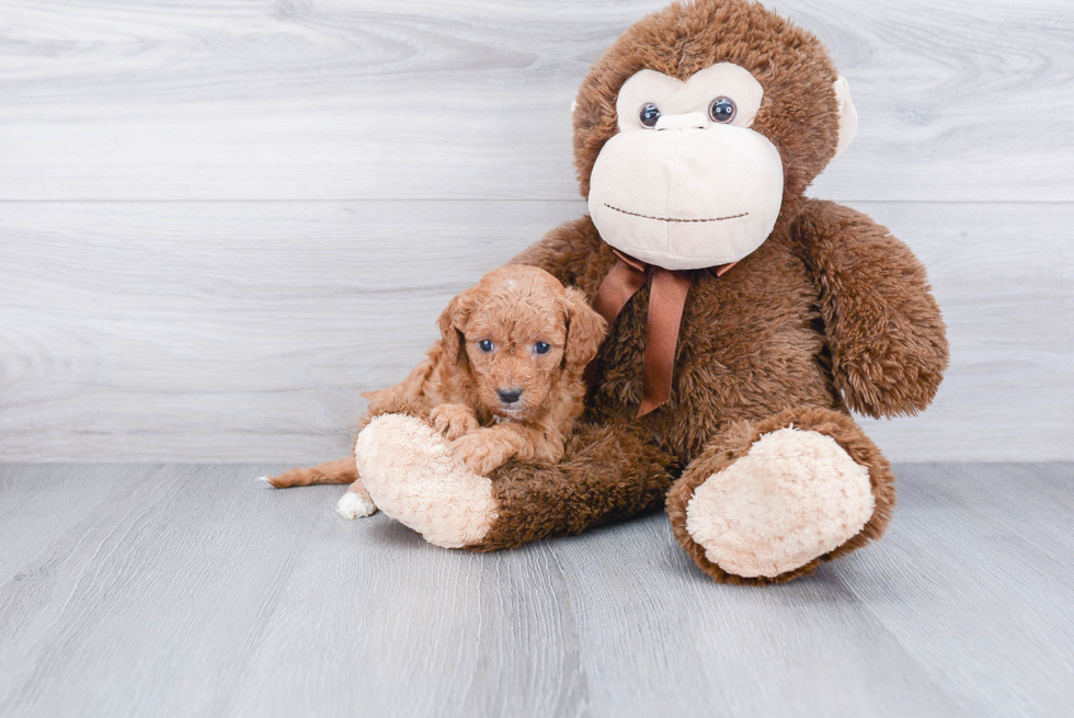 Adorable Cavoodle Poodle Mix Puppy