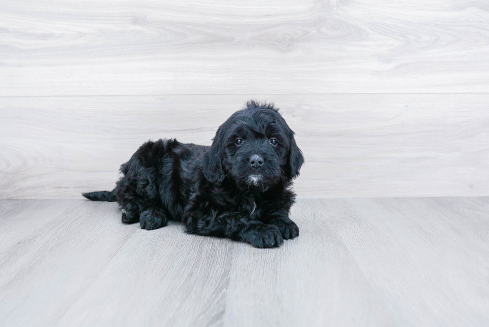 Mini Goldendoodle Pup Being Cute